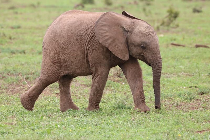 Analisis Mendalam: Ketika Video Viral Anak Gajah Borneo Memicu Refleksi Tentang Literasi Digital dan Konservasi Lintas Batas