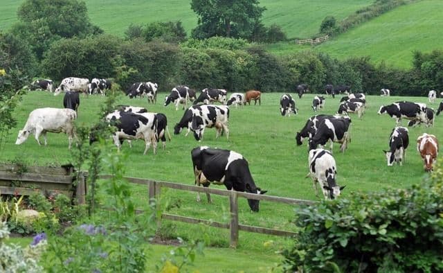 Di Balik Sepiring Makanan: Analisis Mendalam Kinerja Peternakan Sebagai Penopang Gizi Bangsa