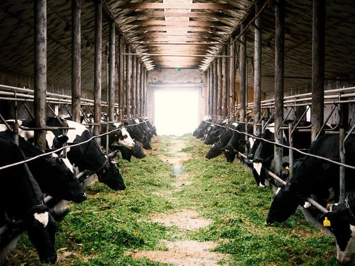 Mengurai Strategi dan Analisis Mendalam: Membangun Usaha Peternakan yang Tangguh di Tengah Dinamika Pasar